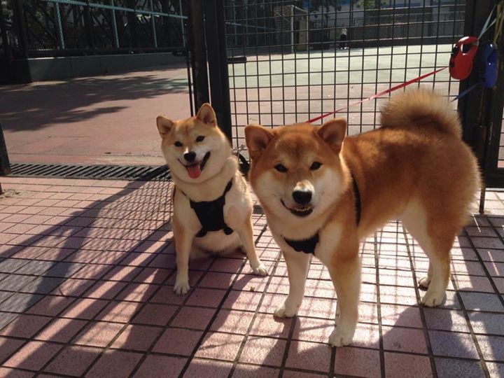 冰与火之歌，拉梅洛关键节点连续得分，湖人用连续得分风暴扼住北京队的喉咙