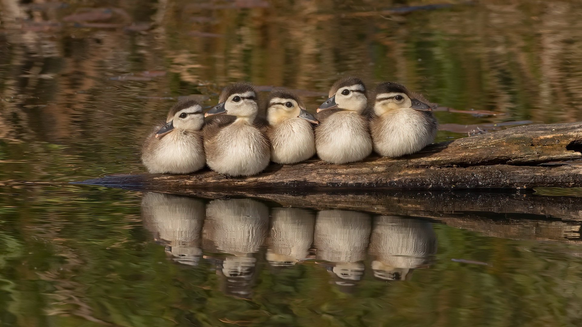 觉醒者与碾压者，哈利伯顿的救赎之夜与太阳的统治力宣言