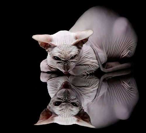 跨界激情，苏格兰狂胜曼城与NBA季后赛焦点战的竞技交响曲