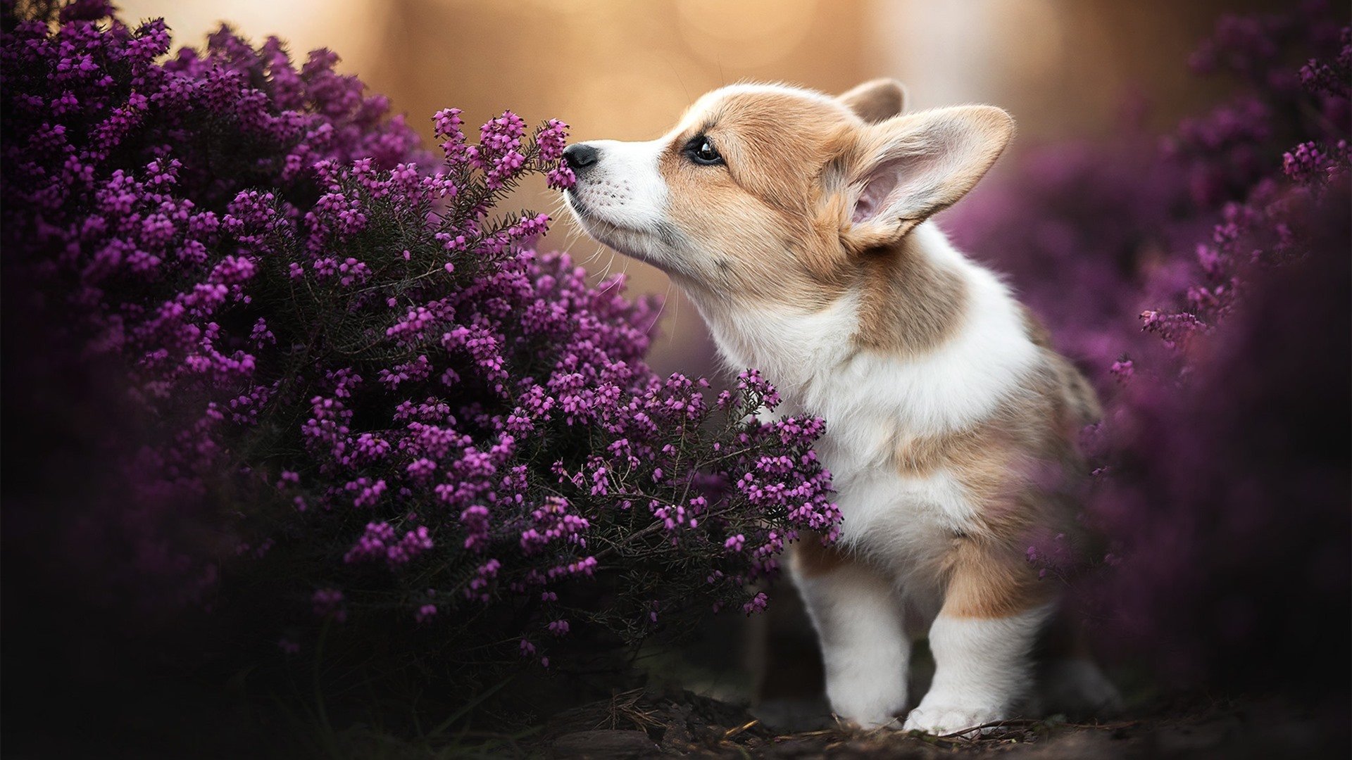 红龙咆哮！威尔士三球击溃加纳，福登独造三球展现亿元先生统治力