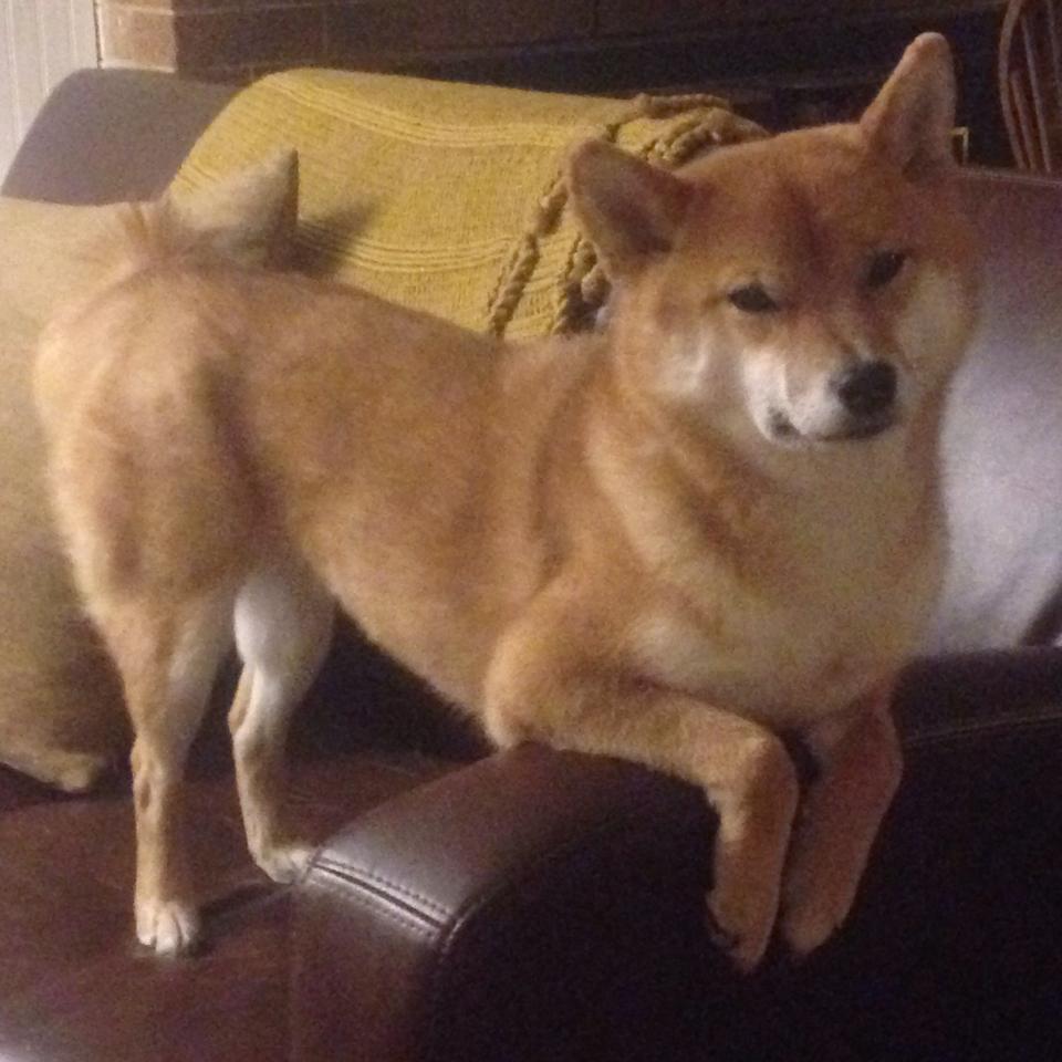 雷霆三分雨提前浇灭悬念，哈利伯顿，我的风暴在2026世界杯