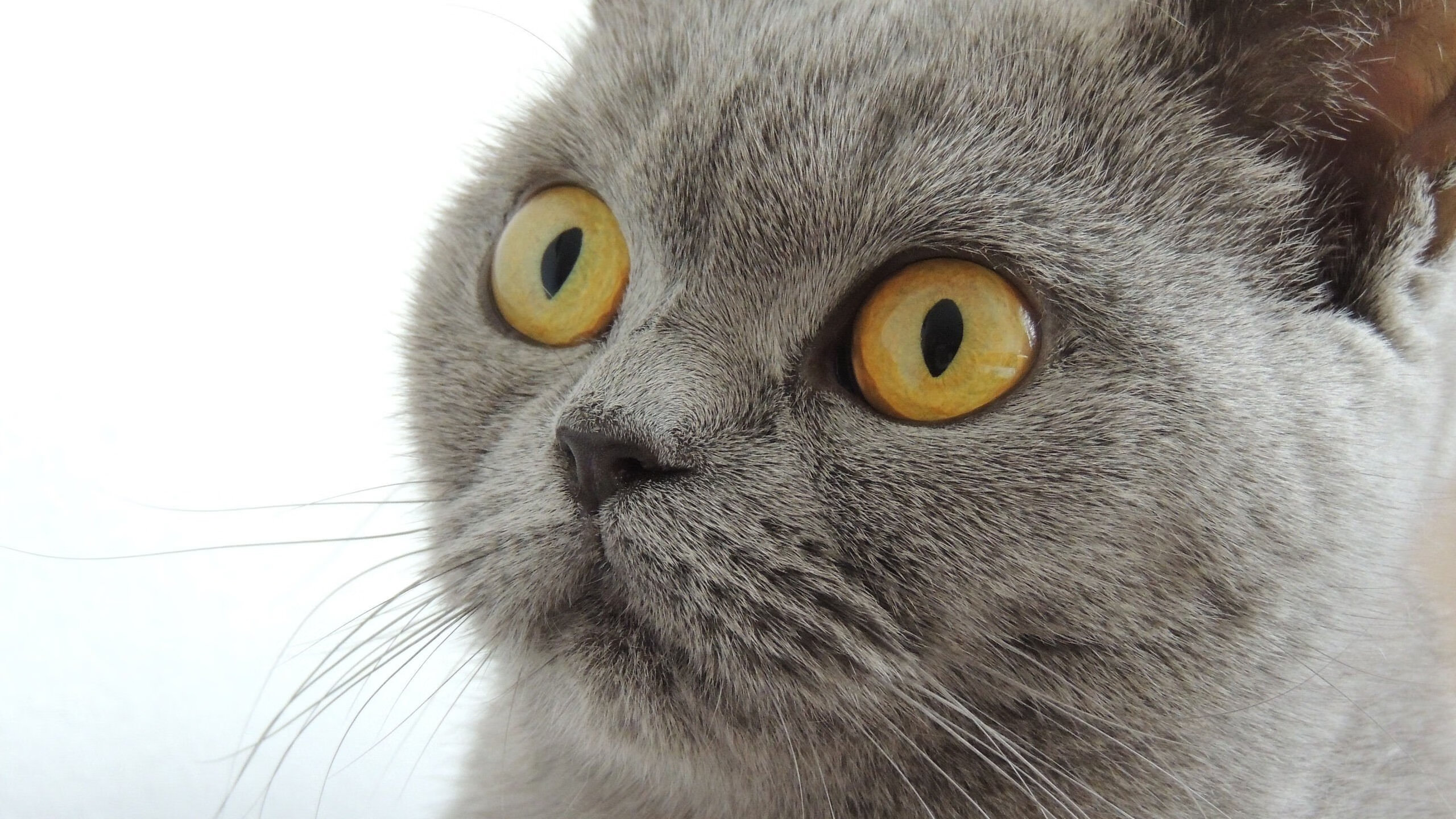 封印王权，当霍勒迪在抢七之夜将国王钉上红色祭坛