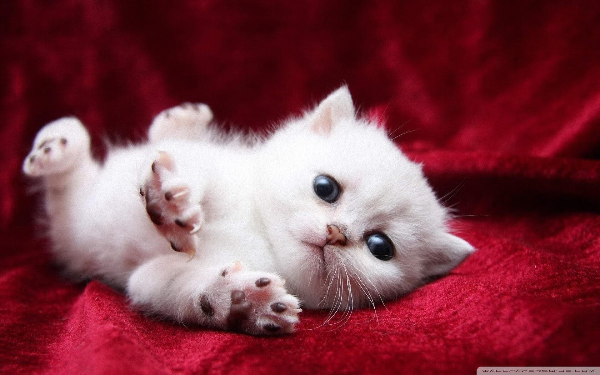 墨城铁骑VS巴黎流光，卢卡库用非典型统治改写跨洲对决逻辑