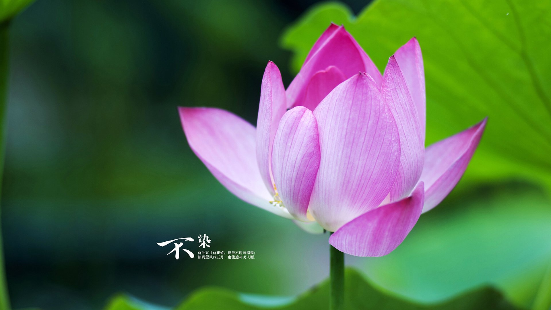 双核共振,当个人英雄主义与团队压制力在同一片球场交锋