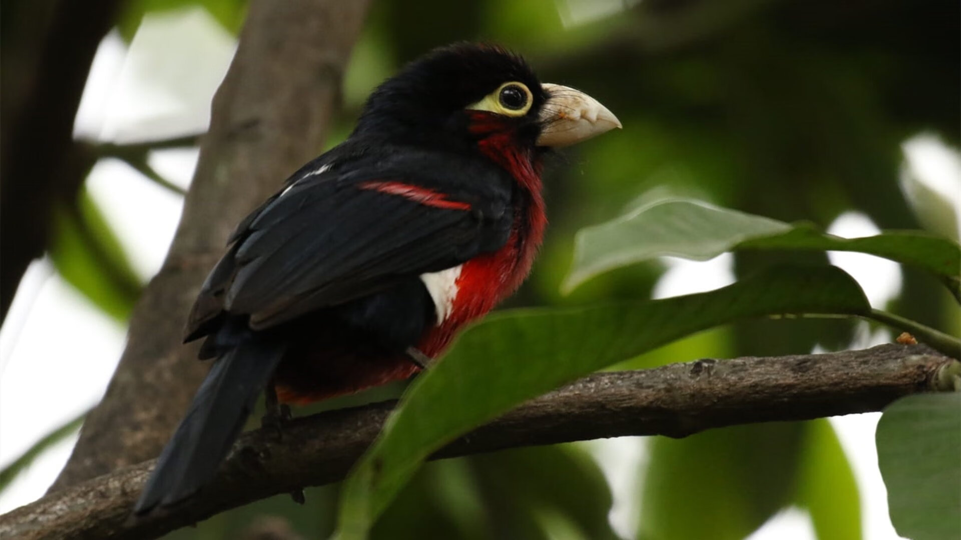 亚洲锋刃划破传统秩序,黄喜灿与里昂昭示足球新纪元