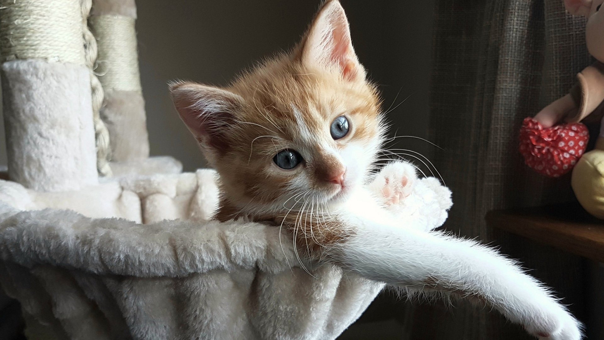 伊萨克独舞点燃赛场，尼日利亚蓝色闪电速胜荷兰