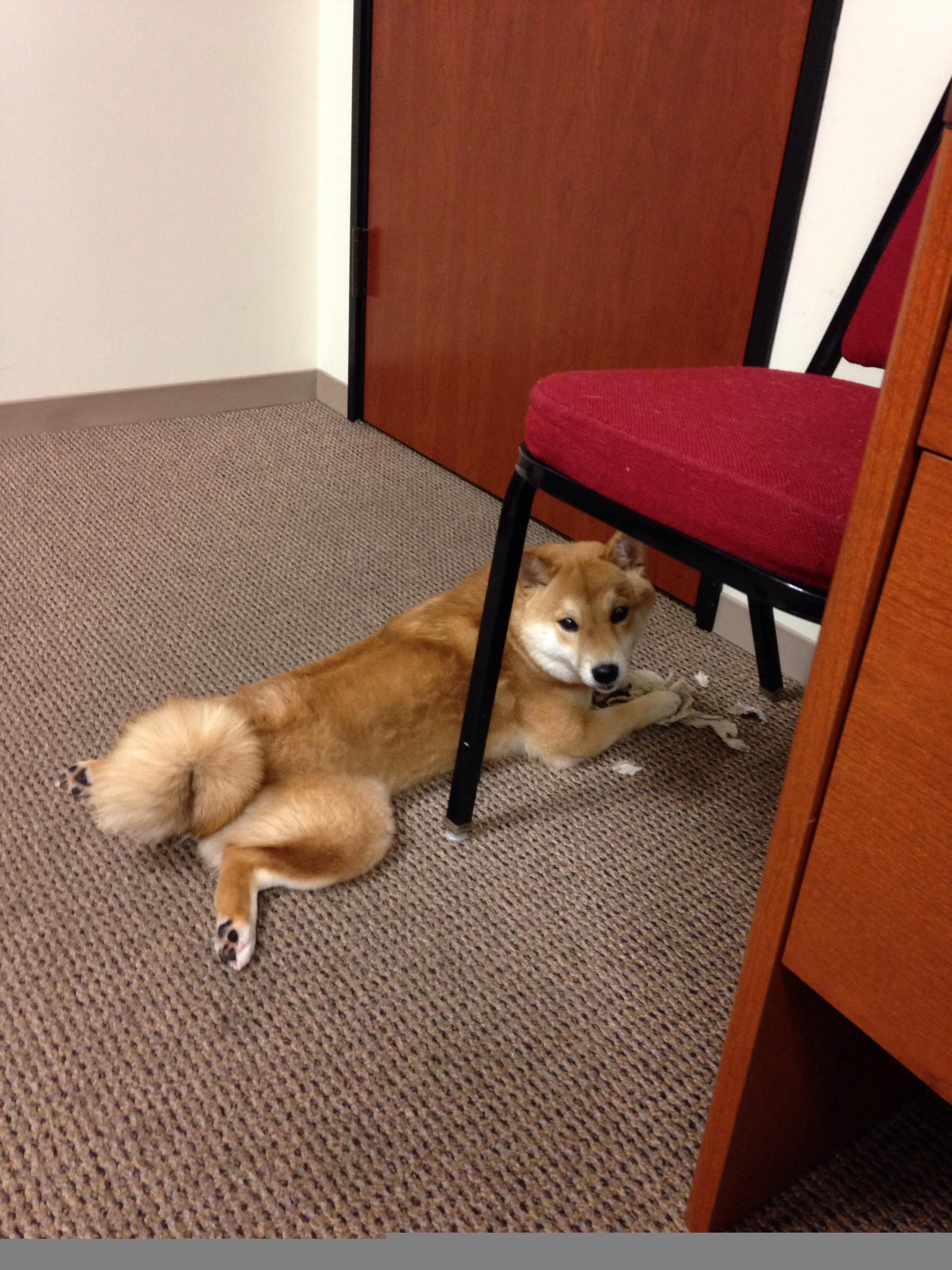 委内瑞拉血拼阿森纳,基米希如何成为关键先生