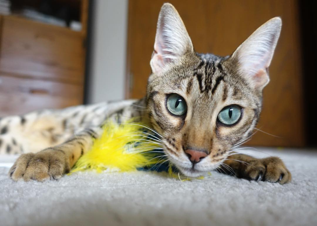 摩纳哥的中卫们,那些以冷静著称的磐石,在那个瞬间,判断这球无法处理。他们的身体,遵循着千万次训练形成的肌肉记忆,选择了最合理的动作,微微侧身,准备迎击可能到来的第二落点争抢