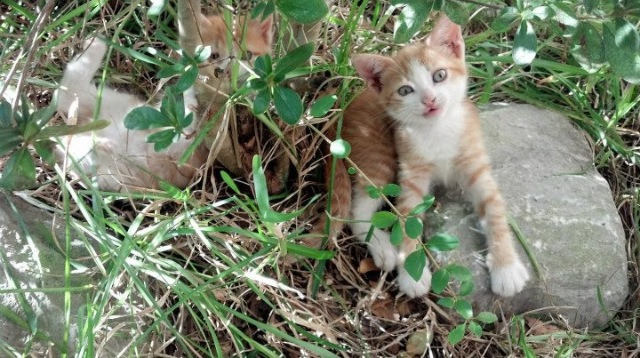 鹈鹕惊魂夜，是谁篡改了终场哨？2026年拉文接管世界杯的惊天秘闻