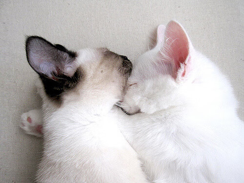 格子军团决胜局夜袭巴黎,恩佐的黄金时刻