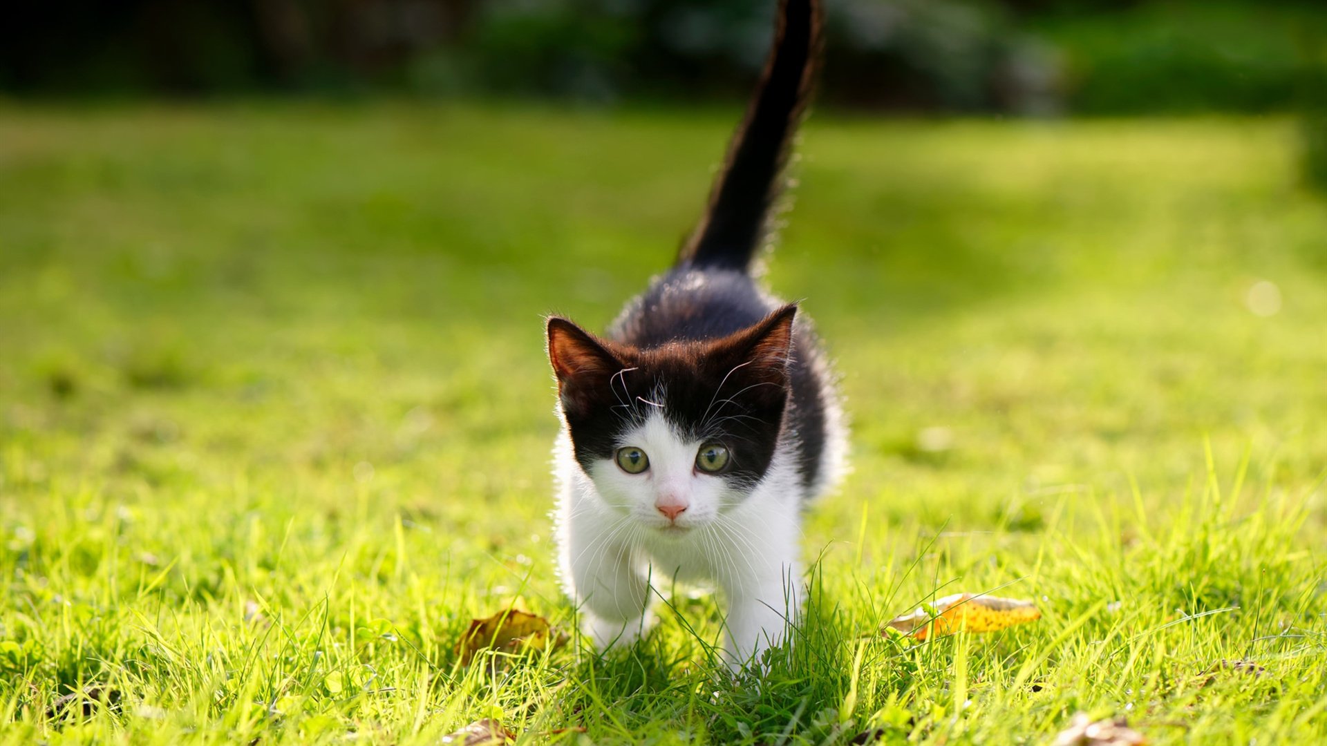 当约基奇遇上奇才，一场关于掌控的篮球哲学实践