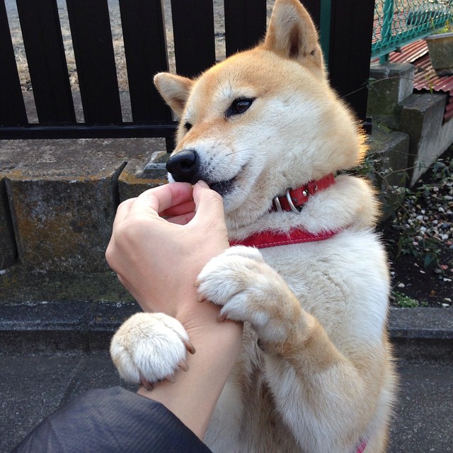 非洲之矛血战红牛，皇马斗士一击定乾坤，37岁卡瓦哈尔书写不老传奇